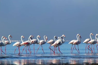 Afrika vahşi kuşları. Gökyüzüne karşı mavi gölde büyük bir flamingo sürüsü