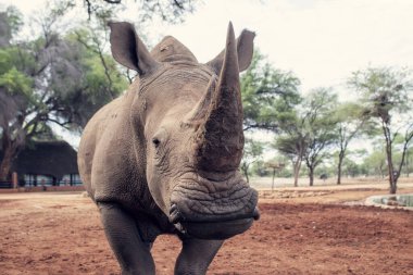 Vahşi Afrika hayvanları. Namibya 'daki Etosha Ulusal Parkı' nda otlayan erkek bir gergedanın portresi.. 