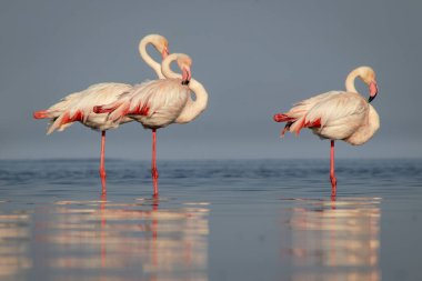 Vahşi Afrika kuşları. Büyük Afrika flamingolarının grup kuşları güneşli bir günde mavi gölde dolaşıyorlar.