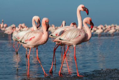 Afrika vahşi kuşları. Gökyüzüne karşı mavi gölde büyük bir flamingo sürüsü