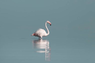 Afrika vahşi kuşları. Yalnız büyük flamingo Sabah mavi gölde