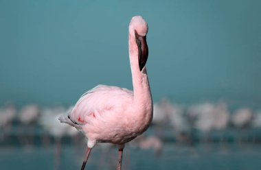 Vahşi Afrika kuşu. Pembe Afrikalı flamingo güneşli bir günde mavi gölde