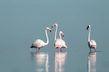 Afrika vahşi kuşları. Gökyüzüne karşı mavi gölde büyük bir flamingo sürüsü