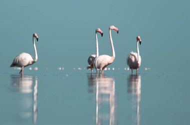 Afrika vahşi kuşları. Gökyüzüne karşı mavi gölde büyük bir flamingo sürüsü