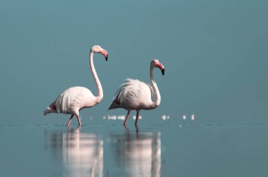 Afrika vahşi kuşları. Gökyüzüne karşı mavi gölde büyük bir flamingo sürüsü