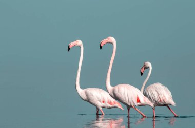 Afrika vahşi kuşları. Gökyüzüne karşı mavi gölde büyük bir flamingo sürüsü