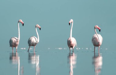 Afrika vahşi kuşları. Gökyüzüne karşı mavi gölde büyük bir flamingo sürüsü