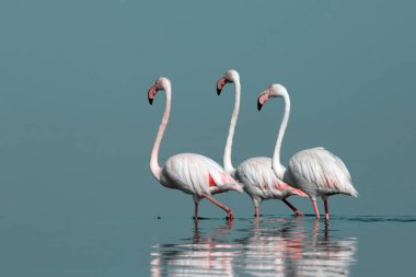Afrika vahşi kuşları. Gökyüzüne karşı mavi gölde büyük bir flamingo sürüsü