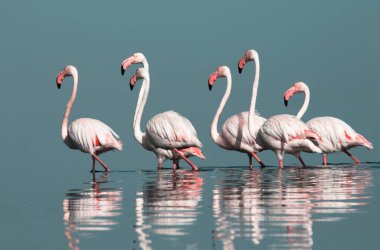 Afrika vahşi kuşları. Gökyüzüne karşı mavi gölde büyük bir flamingo sürüsü