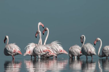 Afrika vahşi kuşları. Gökyüzüne karşı mavi gölde büyük bir flamingo sürüsü