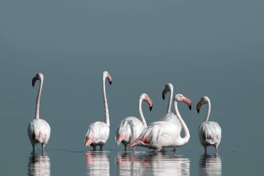 Afrika vahşi kuşları. Gökyüzüne karşı mavi gölde büyük bir flamingo sürüsü