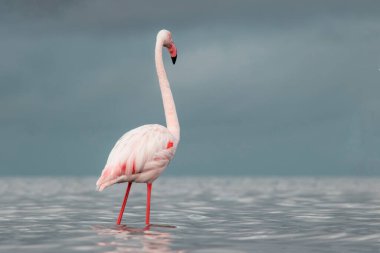 Afrika vahşi kuşları. Yalnız büyük flamingo Sabah mavi gölde