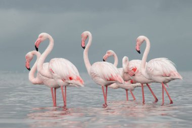 Afrika vahşi kuşları. Gökyüzüne karşı mavi gölde büyük bir flamingo sürüsü