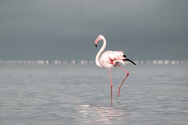 Afrika vahşi kuşları. Yalnız büyük flamingo Sabah mavi gölde