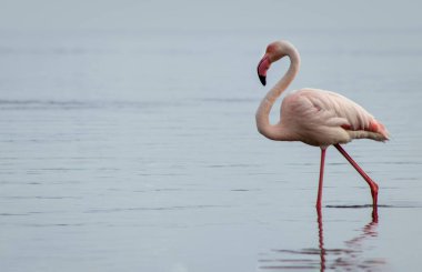 Vahşi Afrika kuşu. Pembe Afrikalı flamingo güneşli bir günde mavi gölde