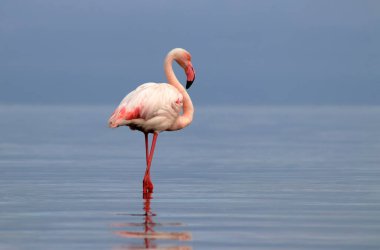 Vahşi Afrika kuşu. Pembe Afrikalı flamingo güneşli bir günde mavi gölde