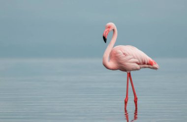 Vahşi Afrika kuşu. Pembe Afrikalı flamingo güneşli bir günde mavi gölde