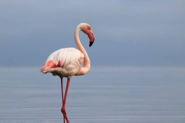 Vahşi Afrika kuşu. Pembe Afrikalı flamingo güneşli bir günde mavi gölde