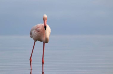 Vahşi Afrika kuşu. Pembe Afrikalı flamingo güneşli bir günde mavi gölde