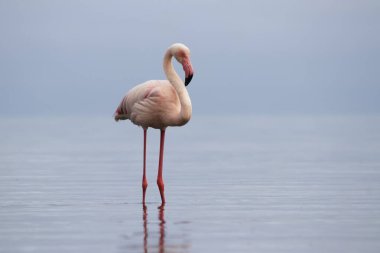 Vahşi Afrika kuşu. Pembe Afrikalı flamingo güneşli bir günde mavi gölde