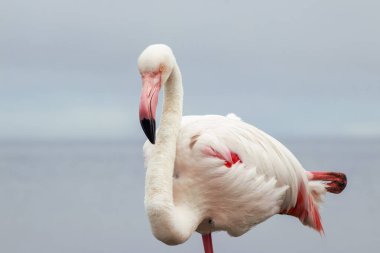 Vahşi Afrika Kuşları. Bulanık mavi arka planda büyük bir flamingoya yakın çekim