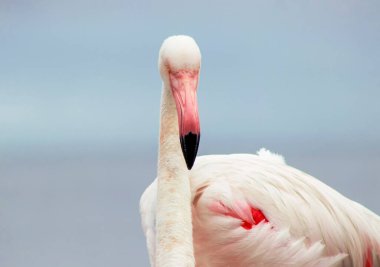Vahşi Afrika Kuşları. Bulanık mavi arka planda büyük bir flamingoya yakın çekim