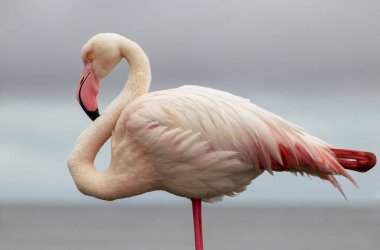 Vahşi Afrika kuşu. Pembe Afrikalı flamingo güneşli bir günde mavi gölde