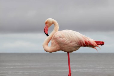 Vahşi Afrika kuşu. Pembe Afrikalı flamingo güneşli bir günde mavi gölde