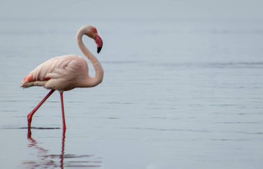 Büyük bir flamingo, canlı bir gökyüzünün altındaki mavi bir gölde zarafetle duruyor. Huzurlu ve büyüleyici vahşi yaşam sahnesi doğa ve seyahat projeleri için mükemmel.