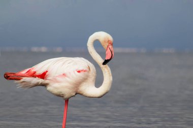 Vahşi Afrika kuşu. Büyük Afrika Flamingosunun yakın çekimi..