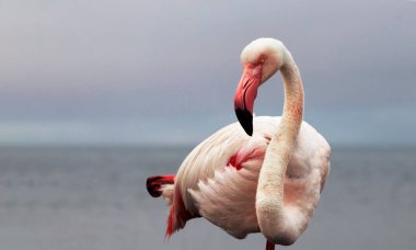 Vahşi Afrika kuşu. Büyük Afrika Flamingosunun yakın çekimi..