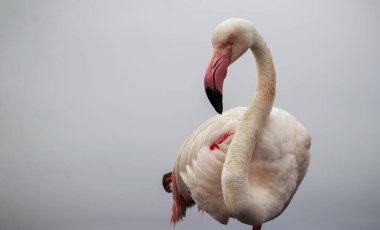 Vahşi Afrika kuşu. Büyük Afrika Flamingosunun yakın çekimi..