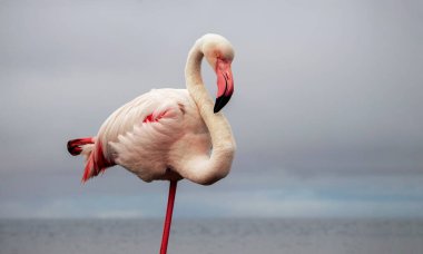 Vahşi Afrika Kuşu. Güneşli bir yaz sabahında mavi bir gölde büyük Afrika flamingosu