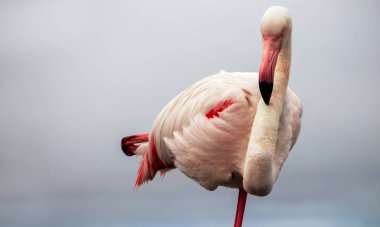 Vahşi Afrika Kuşu. Güneşli bir yaz sabahında mavi bir gölde büyük Afrika flamingosu