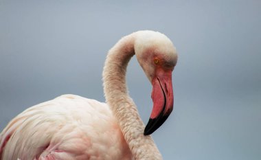 Vahşi Afrika kuşu. Büyük Afrika Flamingosunun yakın çekimi..