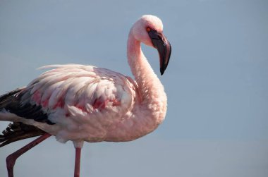 Büyük bir flamingo, canlı bir gökyüzünün altındaki mavi bir gölde zarafetle duruyor. Huzurlu ve büyüleyici vahşi yaşam sahnesi doğa ve seyahat projeleri için mükemmel.