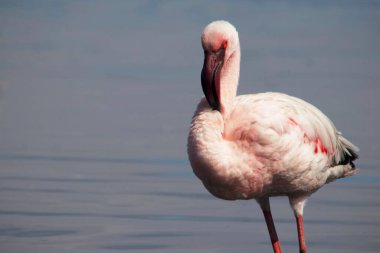 Büyük bir flamingo, canlı bir gökyüzünün altındaki mavi bir gölde zarafetle duruyor. Huzurlu ve büyüleyici vahşi yaşam sahnesi doğa ve seyahat projeleri için mükemmel.