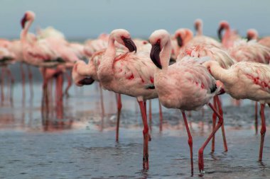 Pembe flamingo sürüsü berrak mavi bir gökyüzünün altında sakin bir gölün yanında duruyor. Güzel bir doğa manzarası, ekoloji, vahşi yaşam ve seyahat ile ilgili projeler için mükemmel.