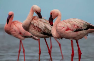 Pembe flamingo sürüsü berrak mavi bir gökyüzünün altında sakin bir gölün yanında duruyor. Güzel bir doğa manzarası, ekoloji, vahşi yaşam ve seyahat ile ilgili projeler için mükemmel.