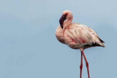 Büyük bir flamingo, canlı bir gökyüzünün altındaki mavi bir gölde zarafetle duruyor. Huzurlu ve büyüleyici vahşi yaşam sahnesi doğa ve seyahat projeleri için mükemmel.