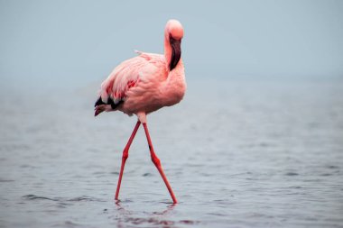 A solitary great flamingo stands gracefully in a blue lagoon under a vibrant sky. A serene and captivating wildlife scene perfect for nature and travel projects clipart