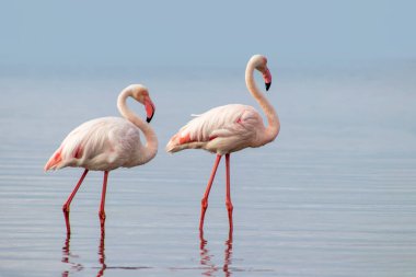 Vahşi Afrika kuşları. Mavi gölün etrafında parlak gökyüzüne karşı yürüyen iki büyük Afrikalı flamingo.
