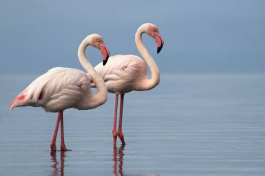 Vahşi Afrika kuşları. Mavi gölün etrafında parlak gökyüzüne karşı yürüyen iki büyük Afrikalı flamingo.