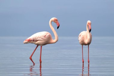 Vahşi Afrika kuşları. Mavi gölün etrafında parlak gökyüzüne karşı yürüyen iki büyük Afrikalı flamingo.