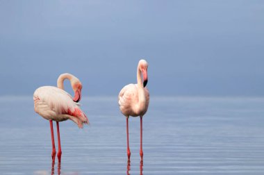 Vahşi Afrika kuşları. Mavi gölün etrafında parlak gökyüzüne karşı yürüyen iki büyük Afrikalı flamingo.