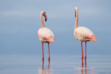 Vahşi Afrika kuşları. Mavi gölün etrafında parlak gökyüzüne karşı yürüyen iki büyük Afrikalı flamingo.