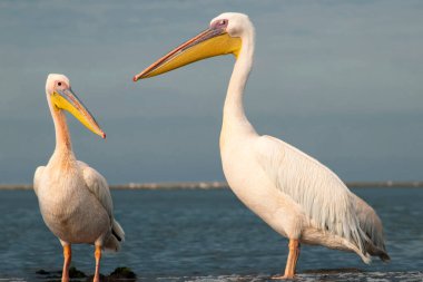 Atlantik Okyanusu kıyısında canlı bir gökyüzüne karşı duran büyük Afrika pelikanları. Doğanın ve sahil kuşlarının güzelliğini yansıtan çarpıcı bir vahşi yaşam sahnesi.