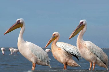 Atlantik Okyanusu kıyısında canlı bir gökyüzüne karşı duran büyük Afrika pelikanları. Doğanın ve sahil kuşlarının güzelliğini yansıtan çarpıcı bir vahşi yaşam sahnesi.