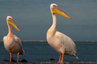 Atlantik Okyanusu kıyısında canlı bir gökyüzüne karşı duran büyük Afrika pelikanları. Doğanın ve sahil kuşlarının güzelliğini yansıtan çarpıcı bir vahşi yaşam sahnesi.