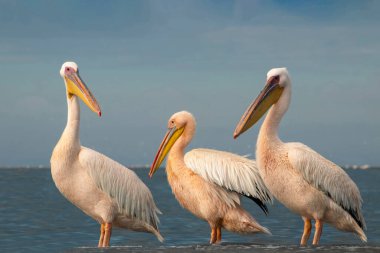 Atlantik Okyanusu kıyısında canlı bir gökyüzüne karşı duran büyük Afrika pelikanları. Doğanın ve sahil kuşlarının güzelliğini yansıtan çarpıcı bir vahşi yaşam sahnesi.